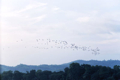 Low angle view of birds flying against sky