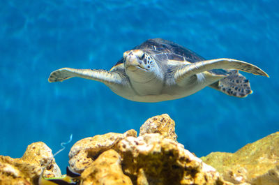 Close-up of fish swimming in sea