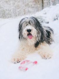 Portrait of dog in snow