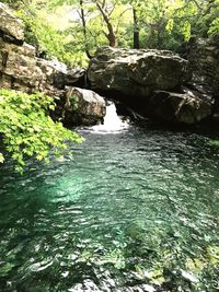 Scenic view of river in forest