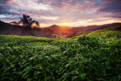 Scenic view of field against sky at sunset