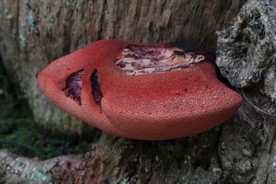 Close-up of red mushrooms growing on tree trunk