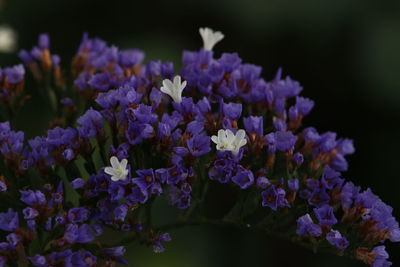 Close-up of purple flowers