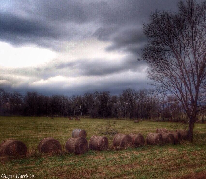 TREES ON GRASSY FIELD AGAINST CLOUDY SKY