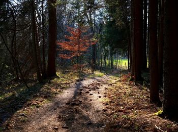 Footpath amidst trees in forest during autumn