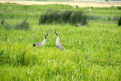 Ducks on field