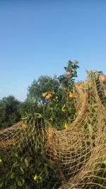 Plants growing on field against blue sky