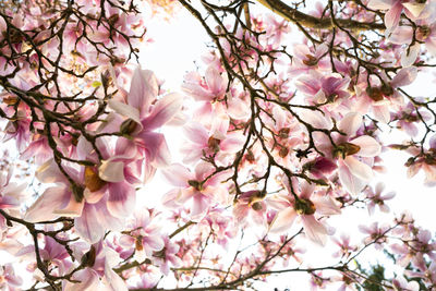 Magnolia blossom