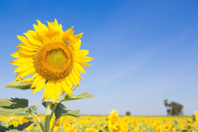 Yellow sunflower on field against sky