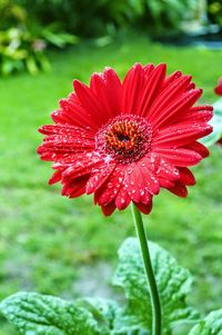 Close-up of red flower