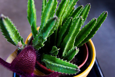 Close-up of succulent plant