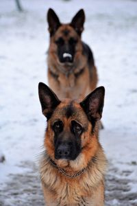 Close-up portrait of dog in snow