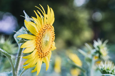 Close-up of yellow sunflower