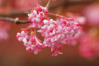 Close-up of pink cherry blossom