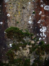 Full frame shot of lichen on moss