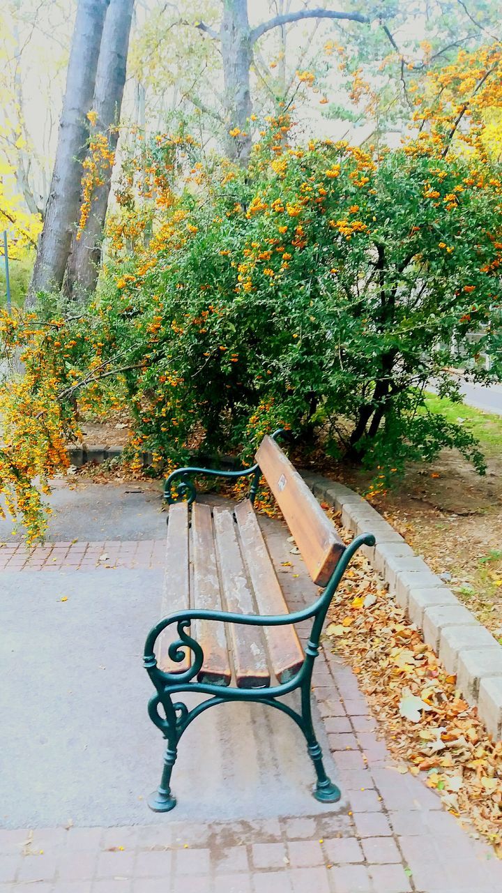 plant, tree, seat, park, nature, empty, growth, no people, bench, autumn, day, absence, park - man made space, park bench, footpath, outdoors, beauty in nature, change, leaf, green color