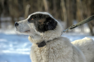 Close-up of dog looking away