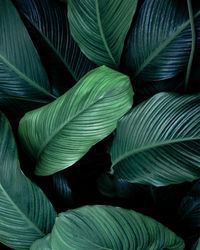 Full frame of green leaves texture background. tropical leaf