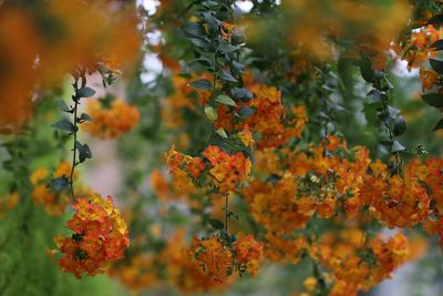 Close-up of orange flowering plants during autumn