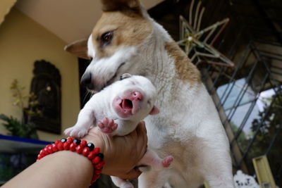 Close-up of hand holding dog