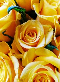 Full frame shot of yellow flowers
