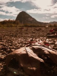 Surface level of dry leaves on land against sky