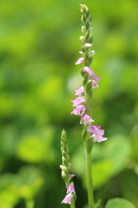 Close-up of purple flowers