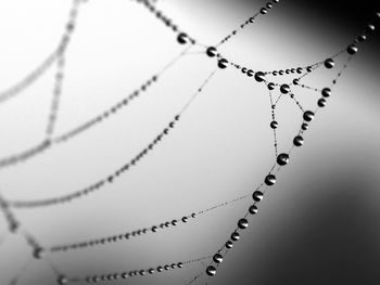 Close-up of wet spider web against white background