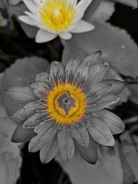 Close-up of raindrops on yellow flower