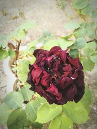 Close-up of pink rose