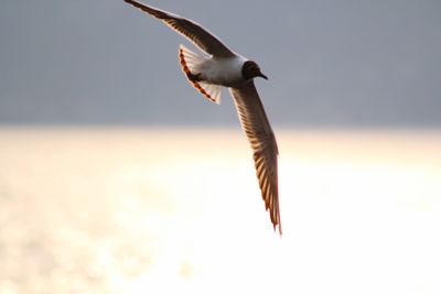 Low angle view of seagull flying