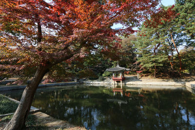 Trees by lake in park during autumn