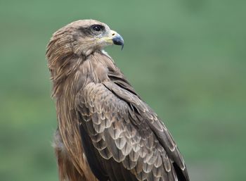 Close-up of eagle against blurred background