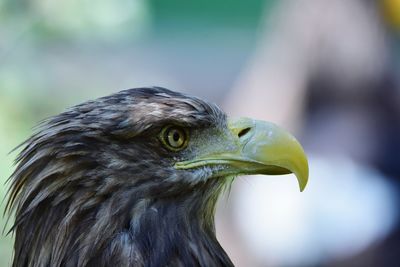 Close-up of eagle