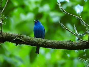 Low angle view of bird perching on branch