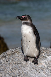 Close-up of bird perching on rock