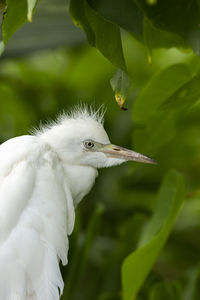 Close-up of a bird