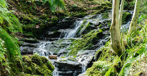 Scenic view of waterfall in forest