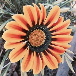 Close-up of red flower