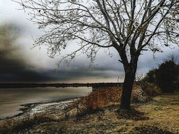 Bare tree by lake against sky