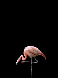 Side view of flamingo perching against black background