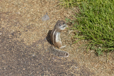 High angle view of squirrel on land