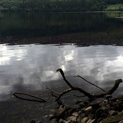 Reflection of trees in water