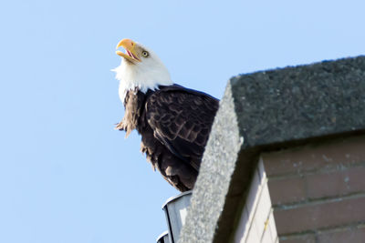 Low angle view of eagle perching on roof against clear sky