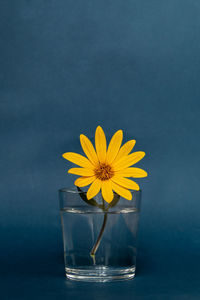 Close-up of yellow flower in glass