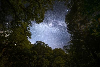 Low angle view of trees against star field in sky at night