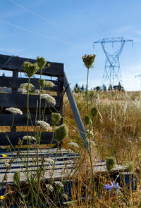 Plants growing on field against blue sky