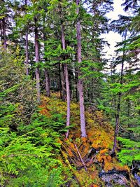 Trees in forest