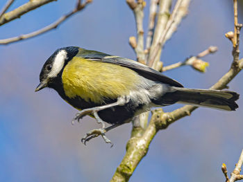 Low angle view of bird perching on tree