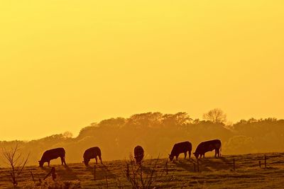 Horses grazing on field